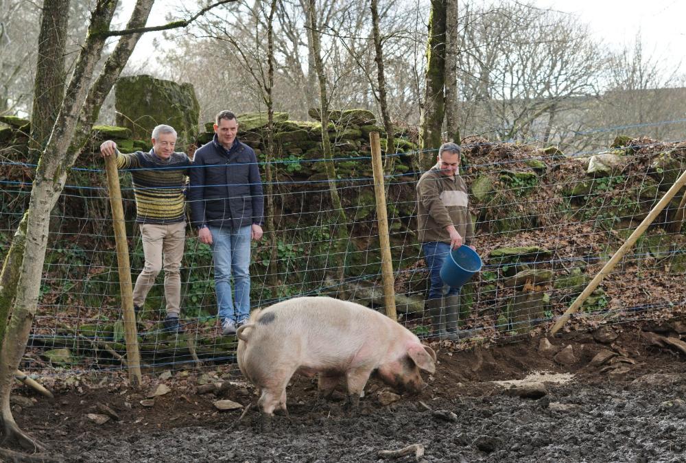 Imagen UN EXEMPLAR LALAÍNO DE 14 MESES, DE MÁIS DE 180 QUILOS E CRIADO CON LANDRAS E CASTAÑAS PARA A MATANZA TRADICIONAL DO PORCO EN CATASÓS