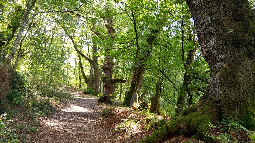 Imagen Bosque de Catasós