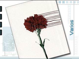 Imagen Dillo a quen maltrata